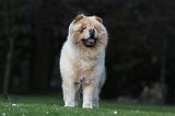 CHOW CHOW 656